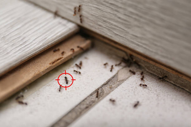 Best Flea Control Services  in Wamac, IL