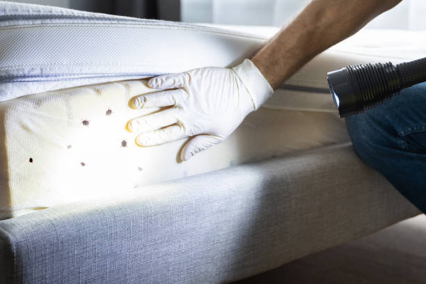 Best Flea Control Services  in Wamac, IL