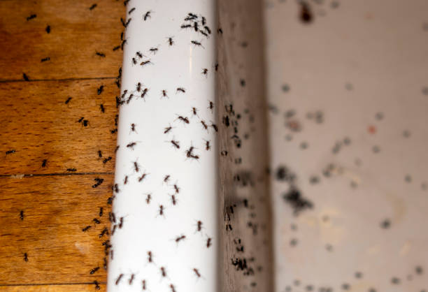 Best Wildlife Control Services  in Wamac, IL