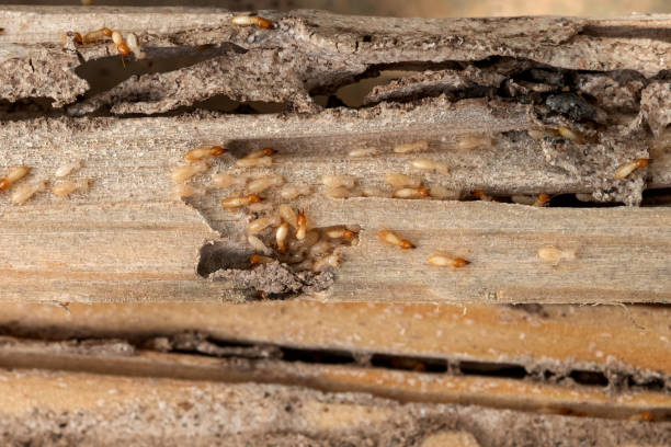 Best Wasp Removal Services  in Wamac, IL