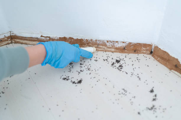 Best Affordable Pest Control Services  in Wamac, IL